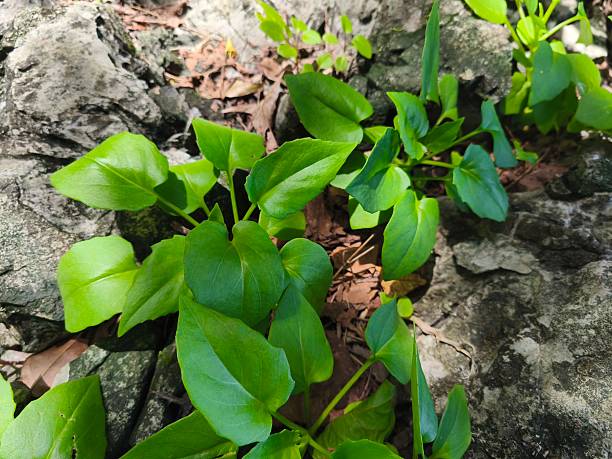 istock A single-story green tree grows on light gray rocks with small, long-stemmed yellow flowers growing in clusters. 2220212548