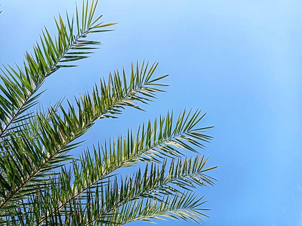 A striking low-angle view of a tall palm tree reaching into a clear blue sky. The image captures the texture of the tree trunk and the radiating palm fronds in vivid detail, evoking feelings of summer, vacation, and tropical relaxation. The bright natural lighting and minimalistic background make this image ideal for concepts like travel, freedom, nature, and coastal living.