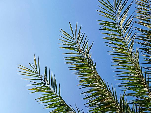 the upper part of the stem and leaf base of a Mexican fan palm (Washingtonia robusta)