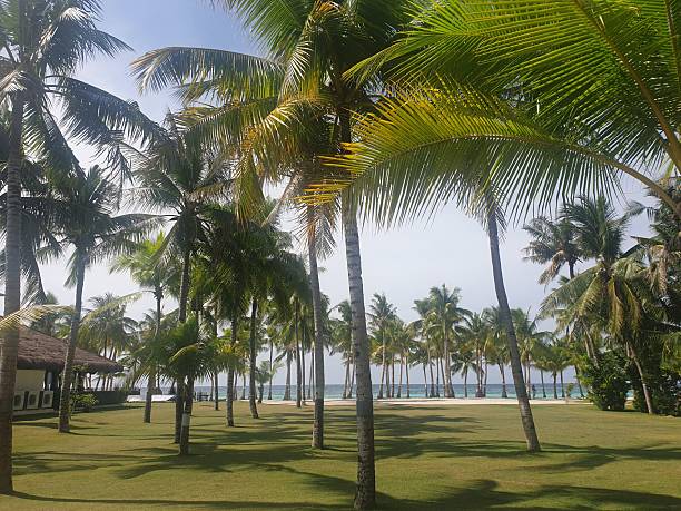 A tropical paradise where gentle palm trees sway in the ocean breeze, offering the perfect coastal escape.