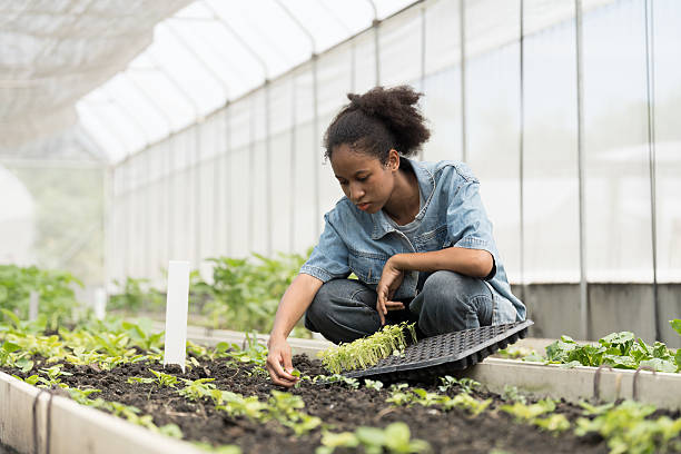 istock Cultivating vegetable plot. Vegetable growing in organic farm. Greenhouse vegetable farm. African American botanist study and research structure and biological processes of plants in vegetable farm 2220213095