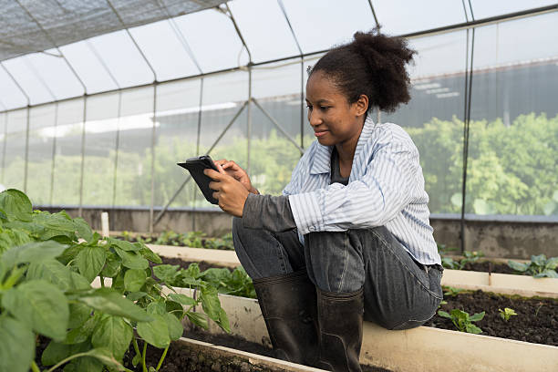istock Cultivating vegetable plot. Vegetable growing in organic farm. Greenhouse vegetable farm. African American botanist study and research structure and biological processes of plants in vegetable farm 2220213102