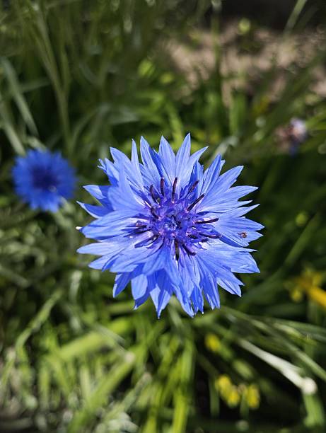 Blue cornflower flower close-up. Blurred white background of stems and buds. Beauty of nature in wildflowers.