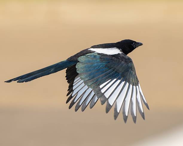 istock Magpie in flight with iridescent wings. 2220213793