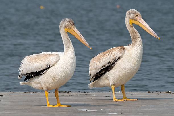 istock Pelicans on a Dock by the Water 2220213802
