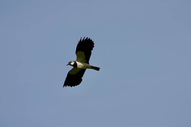 istock Bird soaring high in the sky 2220214602