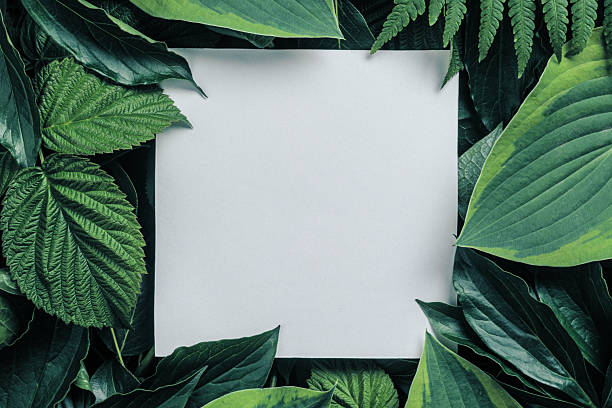 istock Square white card rests among vivid tropical leaves, creating fresh natural frame for eco-friendly messages or stylish botanical branding. 2220215438