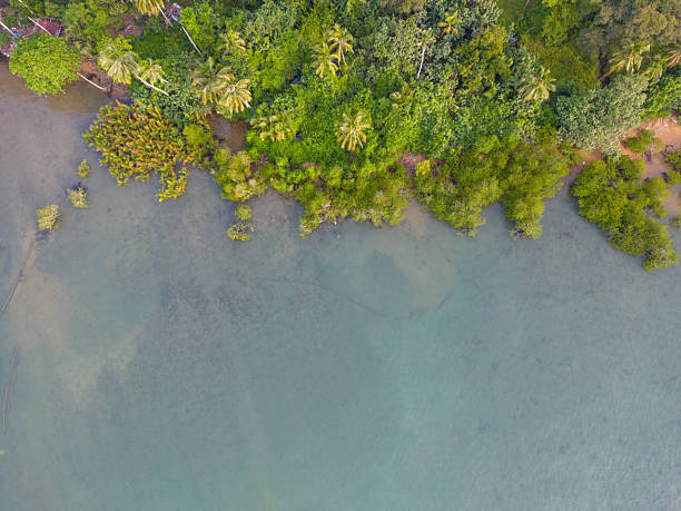 istock Tropical palm trees on the sandy beach and turquoise ocean from above. 2220215874