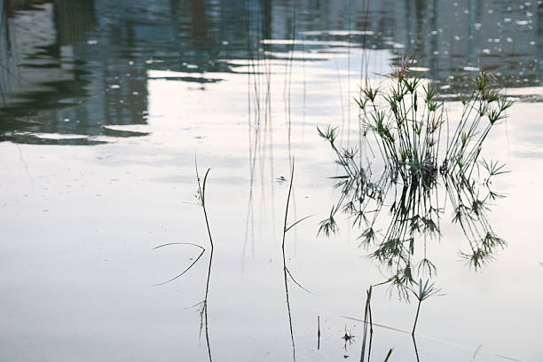 landscape water lilies in the pond close up