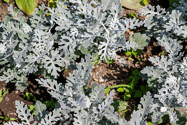 Close-up of Dusty Miller plants with silver-grey leaves surrounded by soil and small green plants. Top-down view.