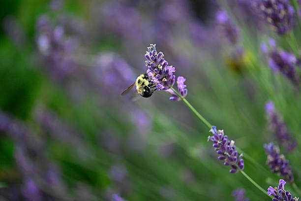 istock A bee on a stalk of lavender 2220218129