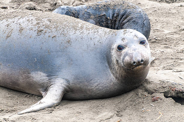 istock At the Elephant Seal Vista Point 2220218736