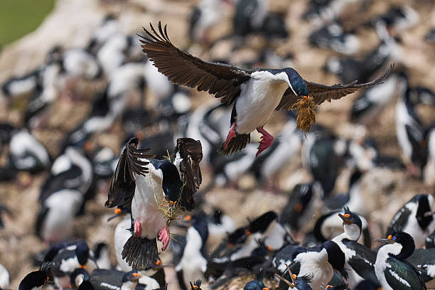 istock Imperial Shag coming in to land 2220218936