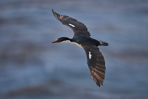 istock Imperial Shag coming in to land 2220219004