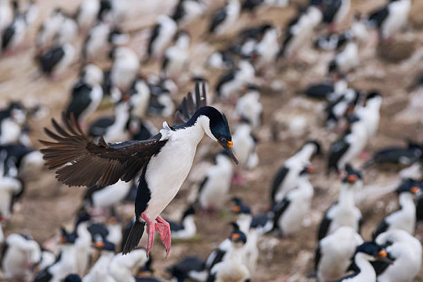 istock Imperial Shag coming in to land 2220219056