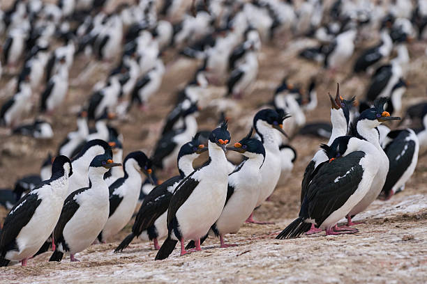 istock Colony of Imperial Shag 2220219077
