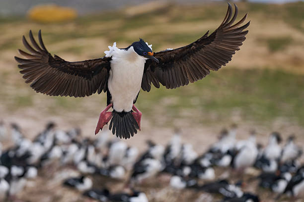 istock Imperial Shag coming in to land 2220219080