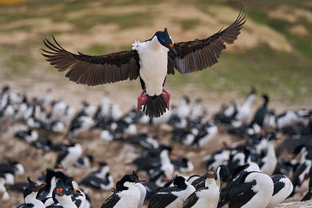 istock Imperial Shag coming in to land 2220219103