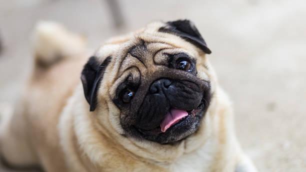 istock Happy pug dog with tongue out, looking at camera 2220219112