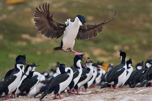 istock Imperial Shag coming in to land 2220219116