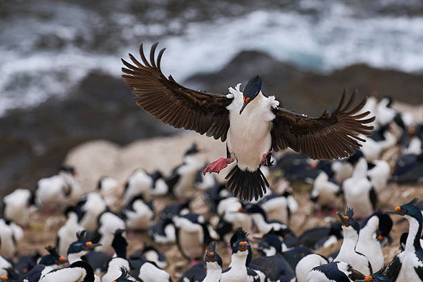 istock Imperial Shag coming in to land 2220219133