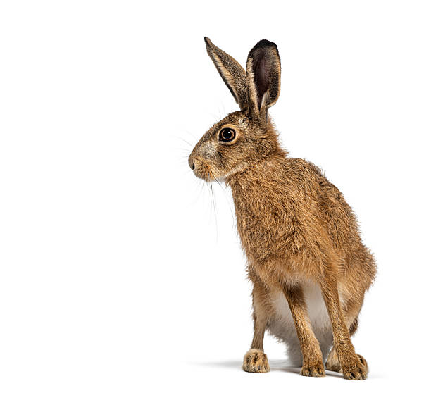 istock European hare or brown hare sitting and looking away on white background 2220219510
