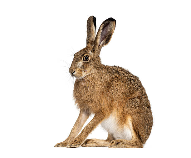 istock European hare or brown hare sitting and looking away on white background 2220219546