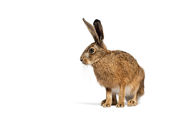 istock European hare or brown hare sitting and looking away on white background 2220219551