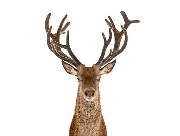 istock Majestic red deer stag posing on white background 2220219567