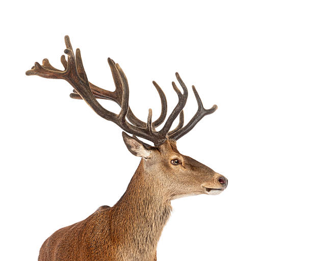 istock Majestic red deer stag posing on white background 2220219625
