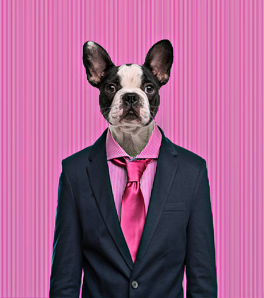 French bulldog with a suit and tie posing on a vibrant pink striped background