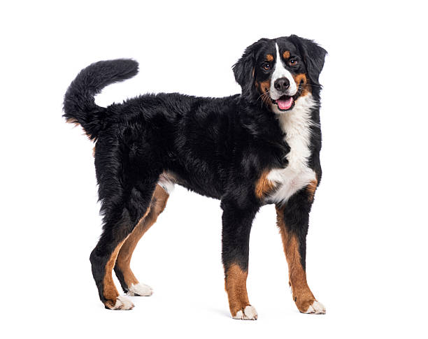 istock Bernese mountain dog standing and looking at camera 2220219724