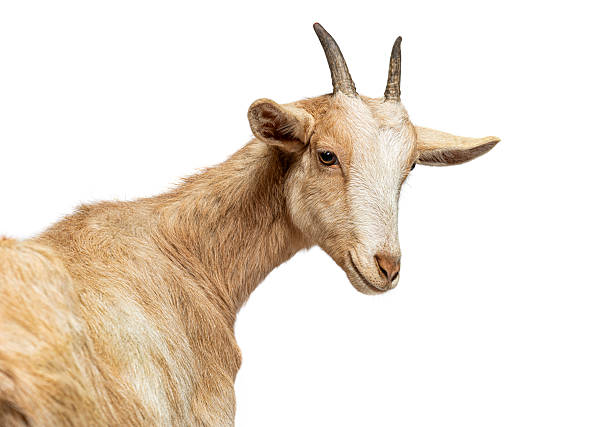 istock Domestic goat looking back over its shoulder 2220219852
