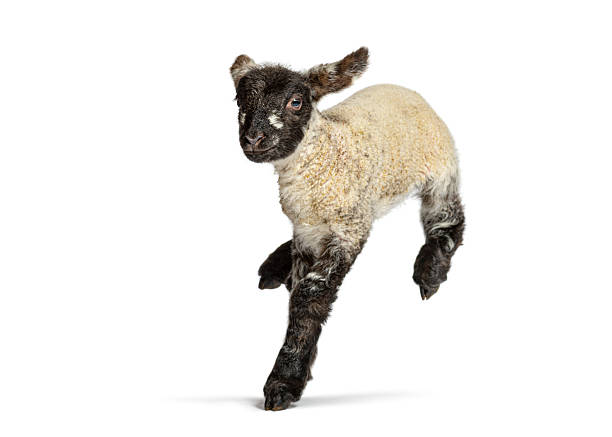 istock Cute lamb jumping and running on white background 2220219882
