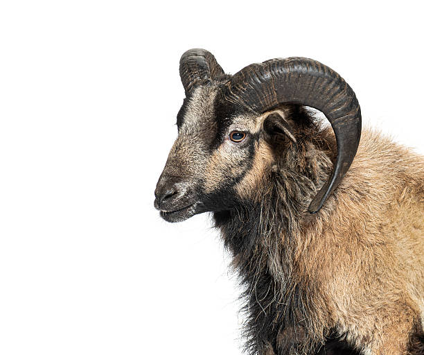 istock Cameroon sheep looking away on white background 2220219884