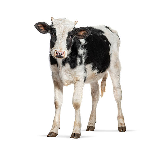istock Black and white calf standing on white background 2220219985