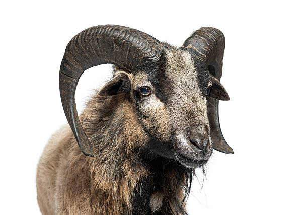 istock Cameroon sheep standing against white background 2220219986