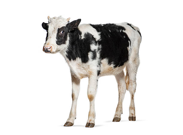 istock Young black and white calf standing on white background 2220219992