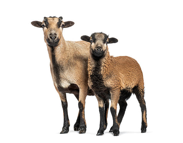 istock Cameroon sheep ewe and lamb standing, isolated on white 2220219993