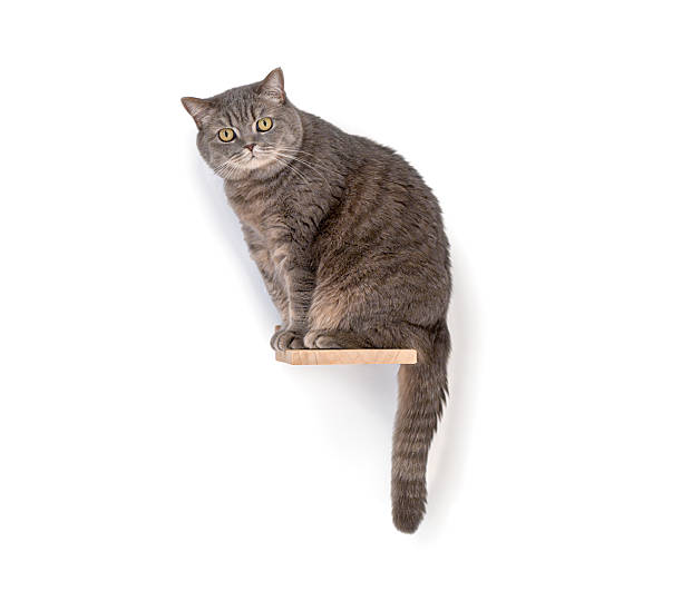 istock British shorthair cat sitting on a shelf and looking back 2220220059