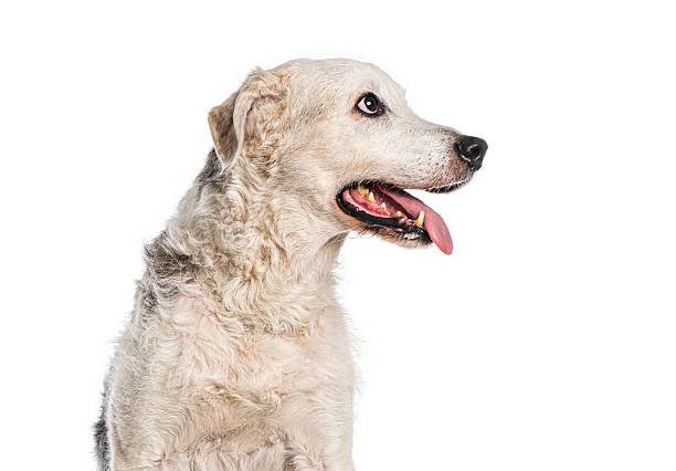 istock Senior dog panting and looking away on white background 2220220065