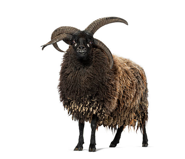 istock Majestic hebridean sheep standing proudly with impressive horns 2220220112