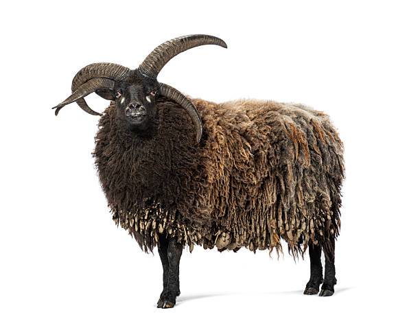 istock Majestic hebridean sheep standing proudly on white background 2220220124