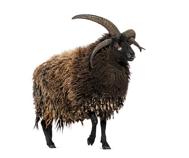 istock Majestic hebridean sheep walking with large horns 2220220181