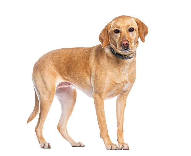 istock Labrador retriever standing and looking at camera on white background 2220220281