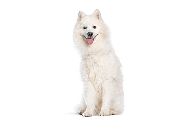 istock Samoyed dog sitting and panting on white background 2220220314