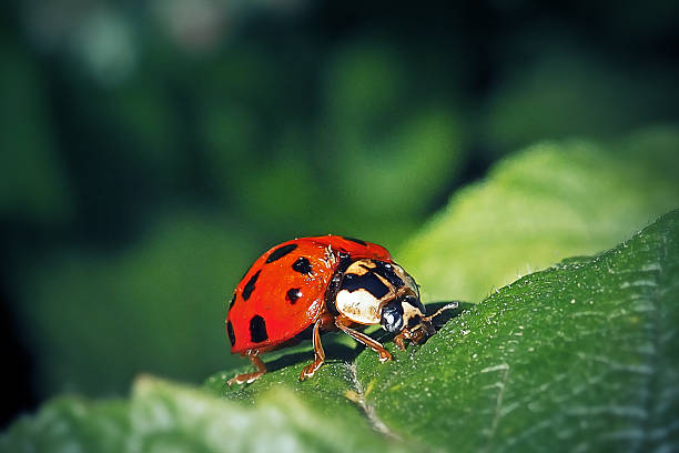 crowd of yellow ladybugs marginalize a red one taking distance from it, on a white background