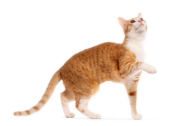 istock Playful ginger cat raising paw on white background 2220220486