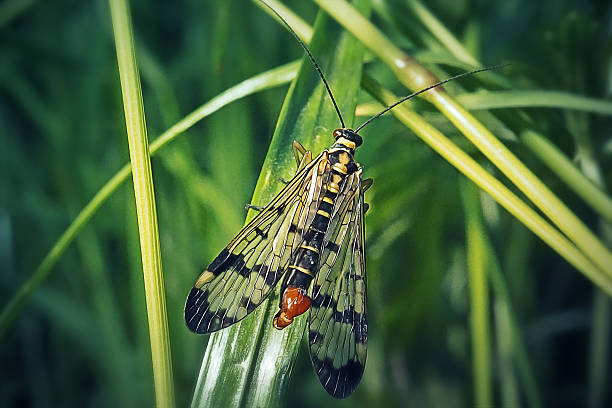 Panorpa communis Common Scorpionfly Insect. Digitally Enhanced Photograph.