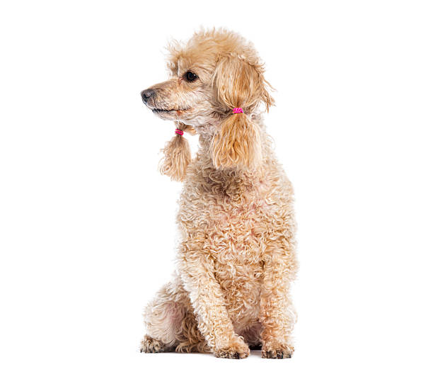 istock Apricot poodle sitting and looking away, isolated on white 2220220552